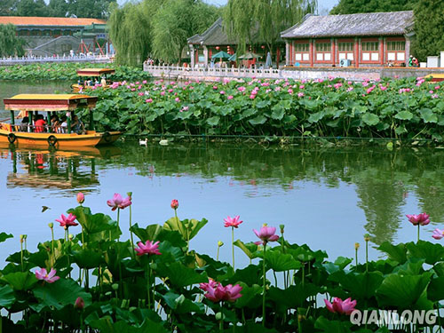 西城区北海荷花进入最佳观赏季