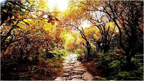 大兴区清源街道温馨家园举办爱在秋天摄影大