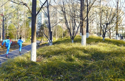 新中街城市森林公园的常绿地被生机盎然.胡铁湘 摄