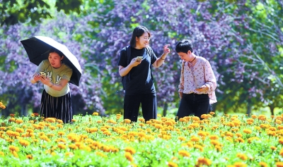 2017顺义国际鲜花港菊花展将于9月9日启动