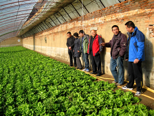 怀柔区叶菜类创新团队配套、直送新技术(图