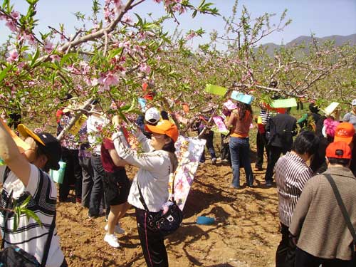 平谷区:金谷东园踏青赏花活动(图)