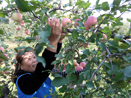 延庆区金秋苹果丰收季,志愿服务忙碌时(图)