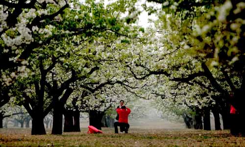 大兴庞各庄梨花节昨天开幕图