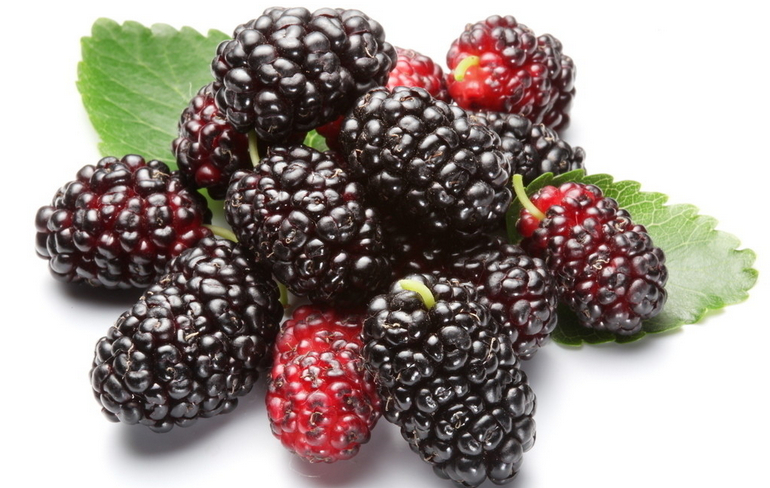 春天吃桑葚的健康益处