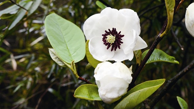 [贵州]贵州盘县发现植物新品具有开发价值