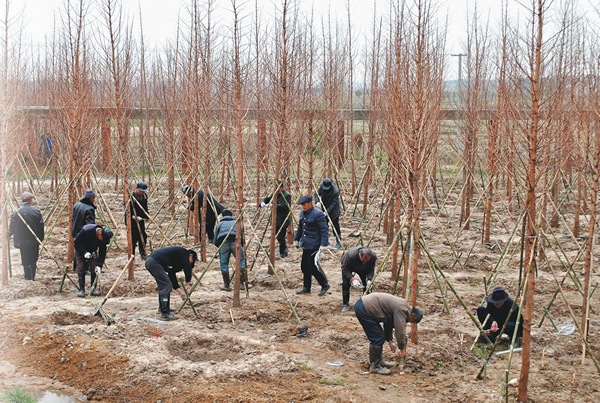 [安徽]三线三边在行动 植树造林为城市添绿意