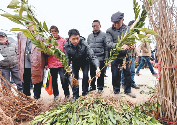 [安徽]三线三边在行动 植树造林为城市添绿意