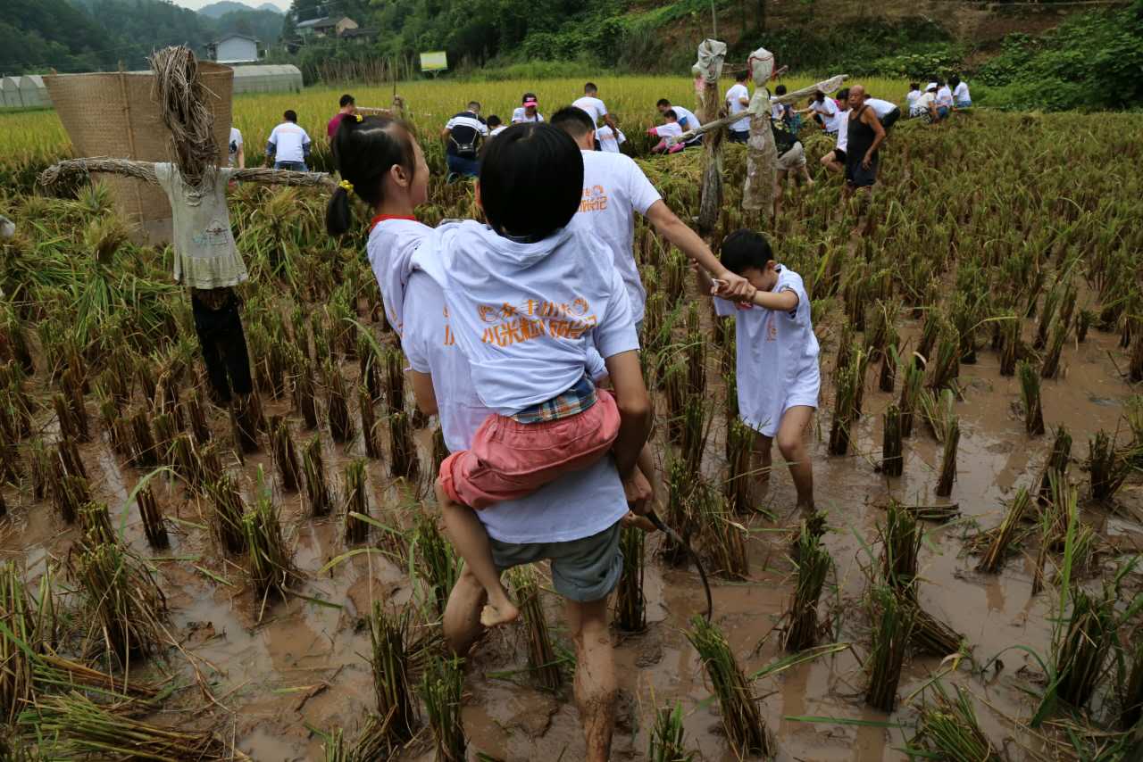 [重庆]重庆志愿者下田收割上网传播 分享感悟