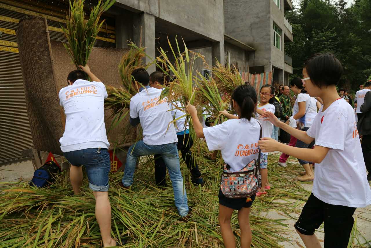 [重庆]重庆志愿者下田收割上网传播 分享感悟