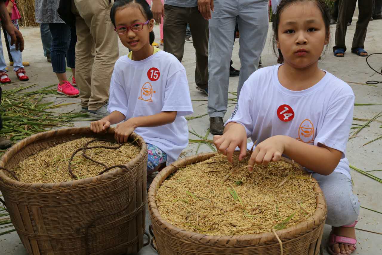 [重庆]重庆志愿者下田收割上网传播 分享感悟