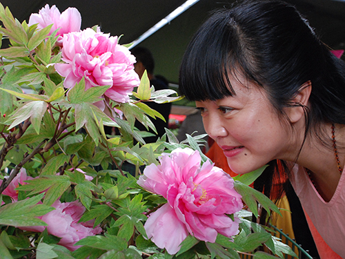 夏虹实现了观赏洛阳牡丹的愿望.